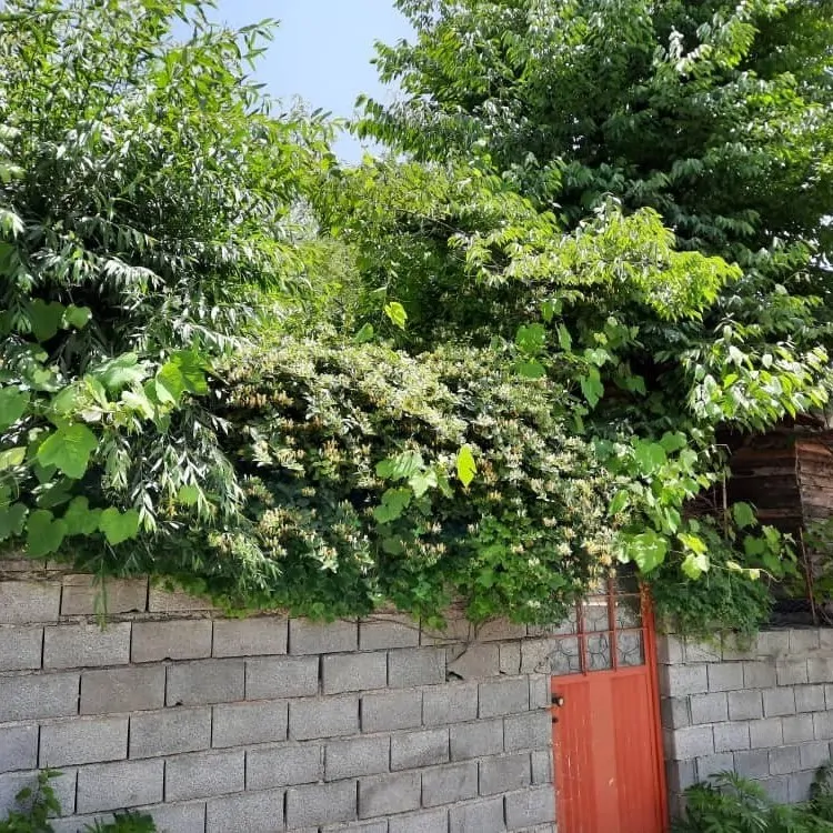 درختی سرخکلاتپه،سوادکوه - رزرو  کلبه در سوادکوه - اتاقک